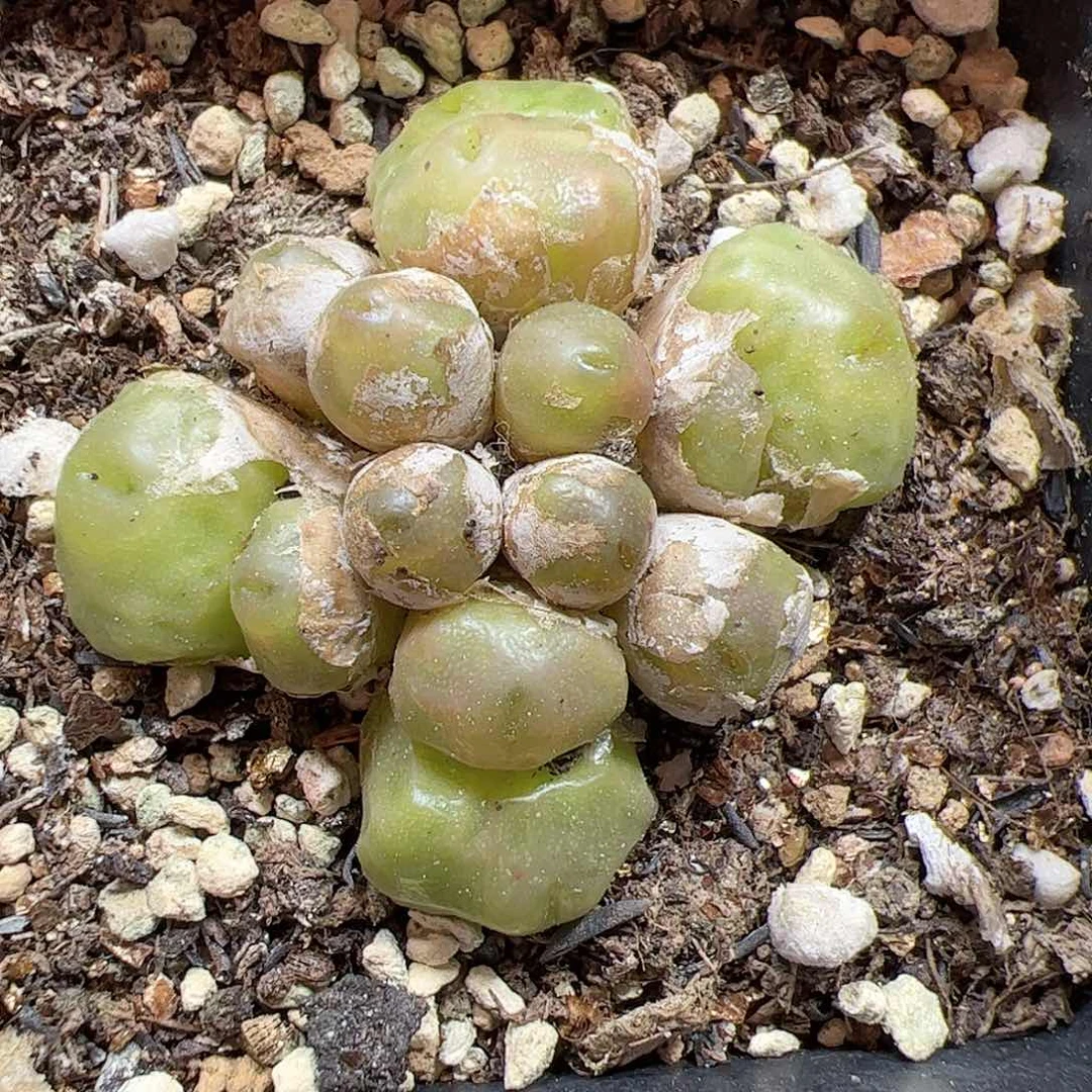 【闪购商品】196 开播福利