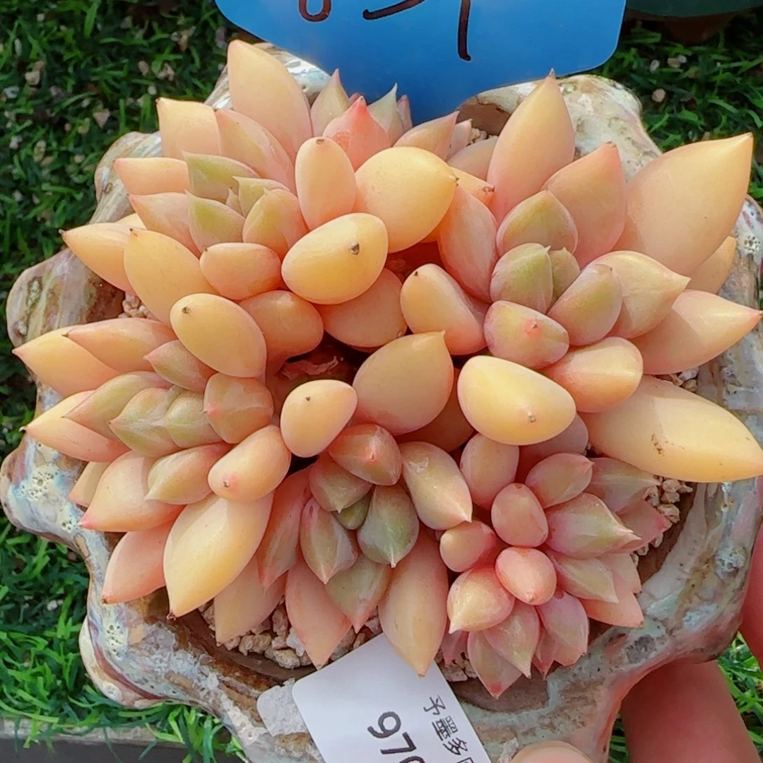 红象牙，9707多肉植物