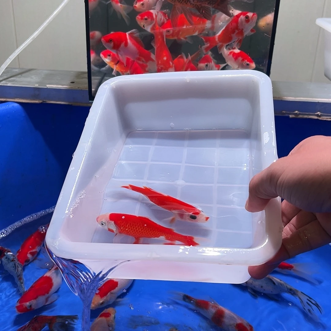 阿***杰海水观赏鱼福利多多8