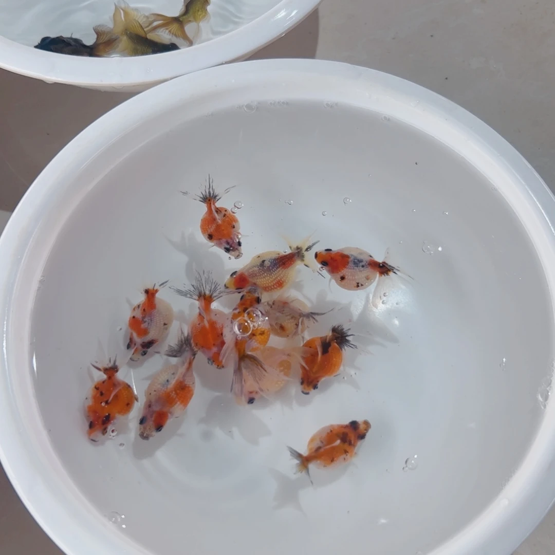 金鱼珍珠11111111