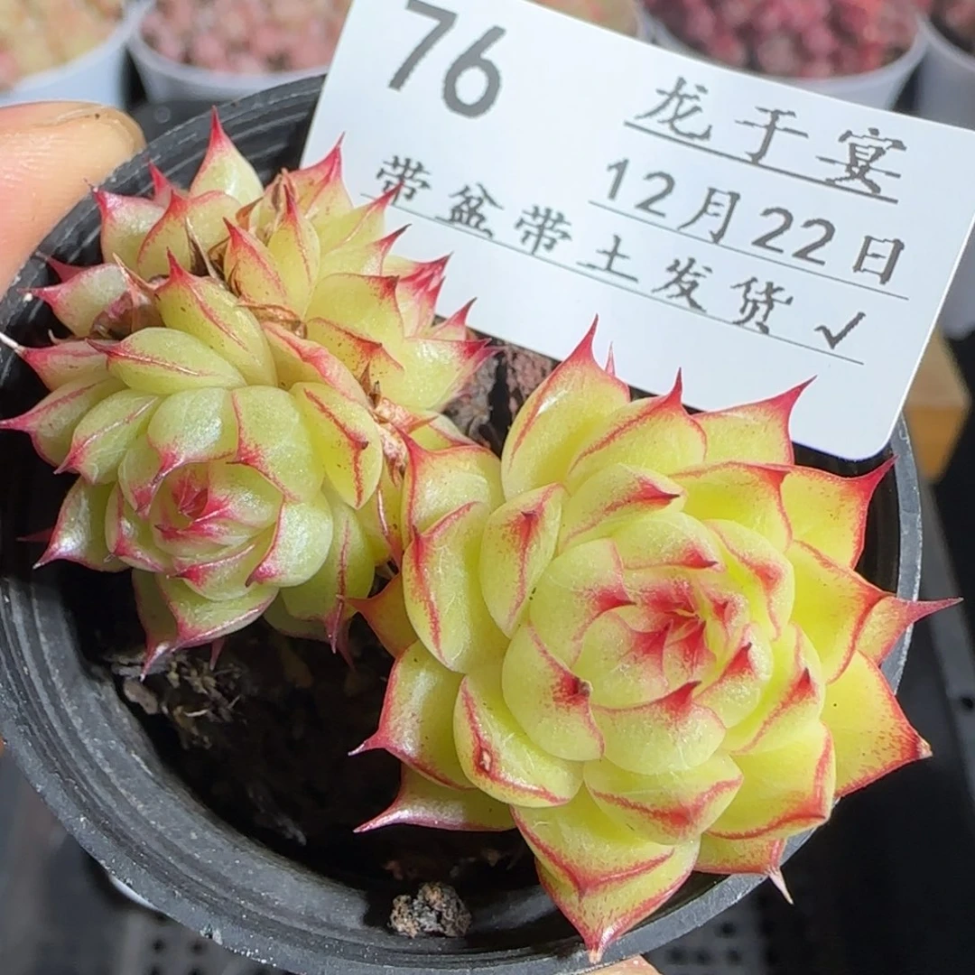 多肉1222-76海王长睫毛