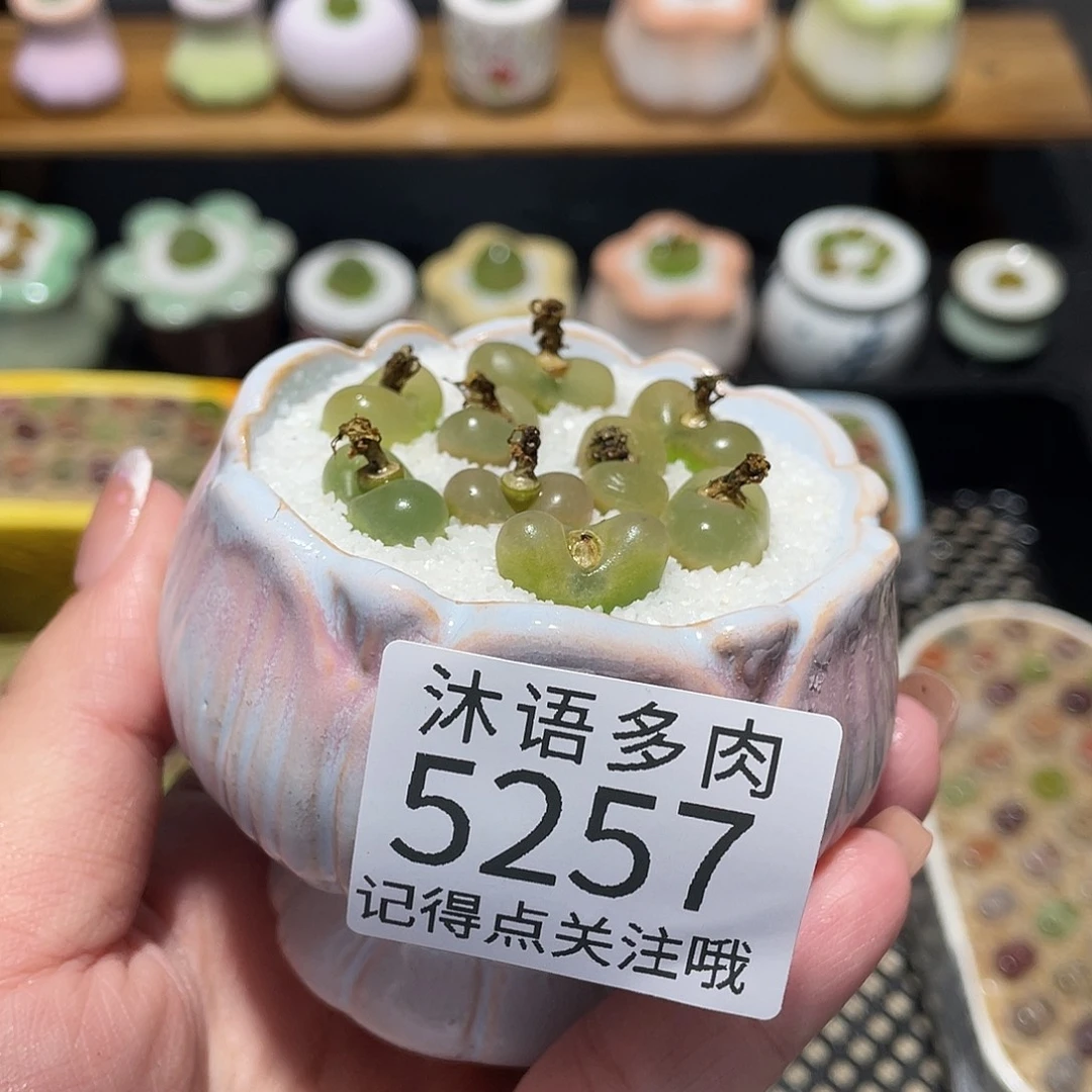 带盆土植物 一物一拍5257