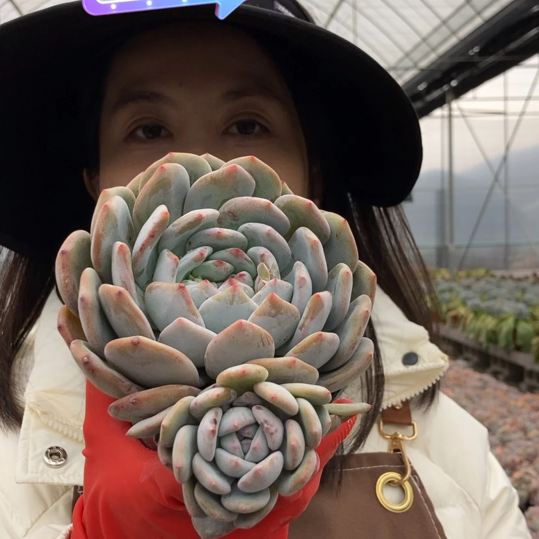 7-2盲拍橙梦露默认有砍叶片有伤单头带崽