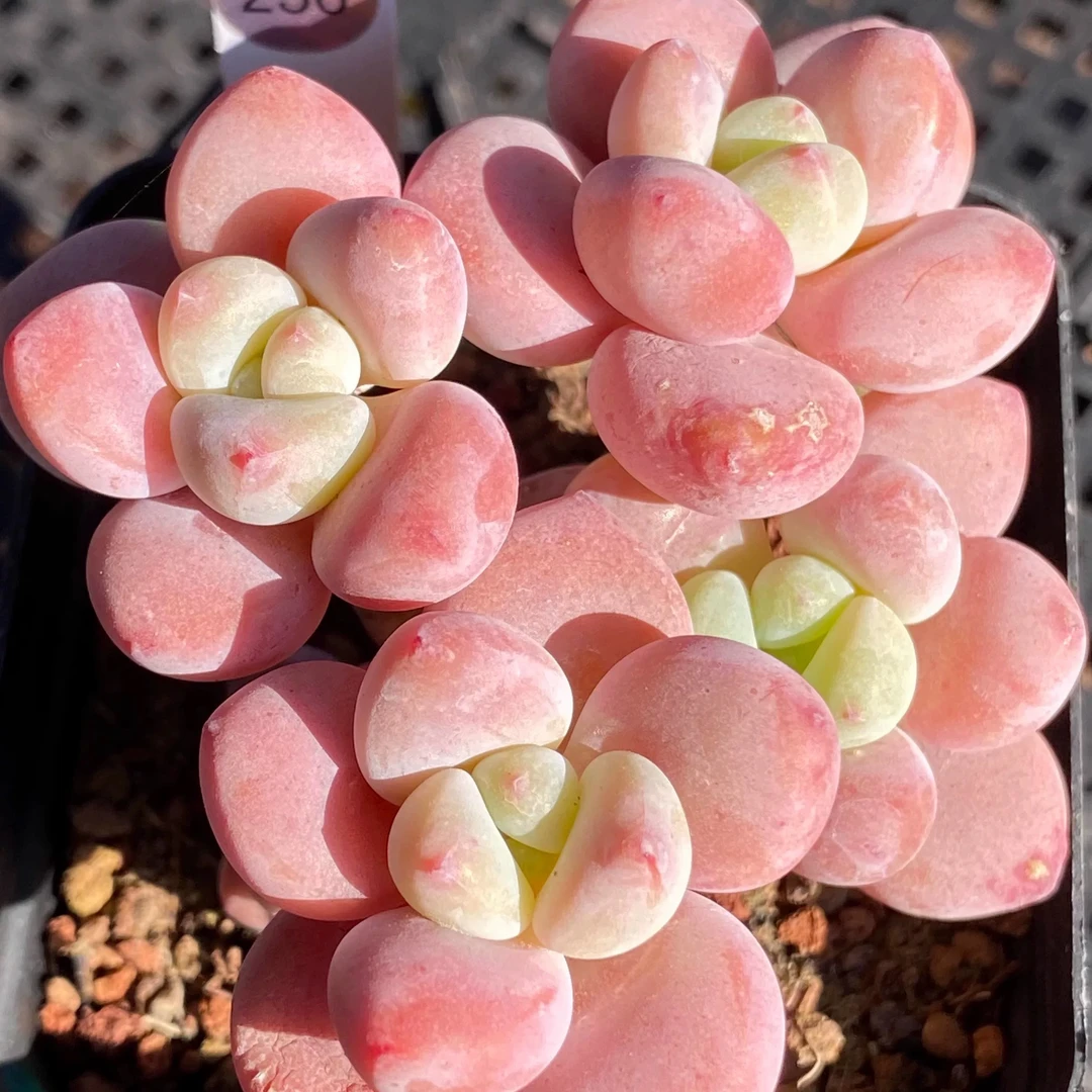 【满9.9包邮】穴盘洛神小老桩4颗不含盆3-4cm以直播间展示为主