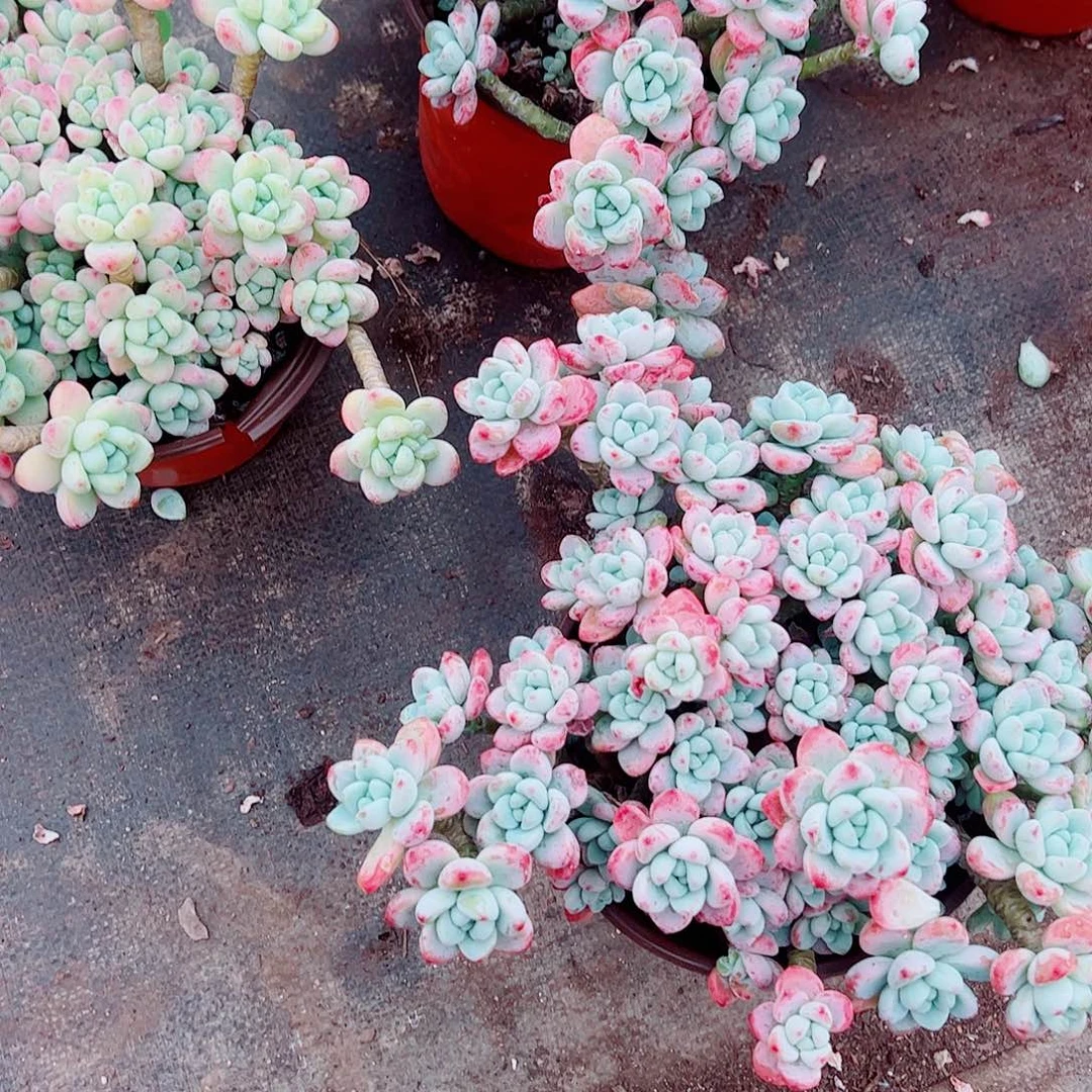 香香劳尔多头群生老桩