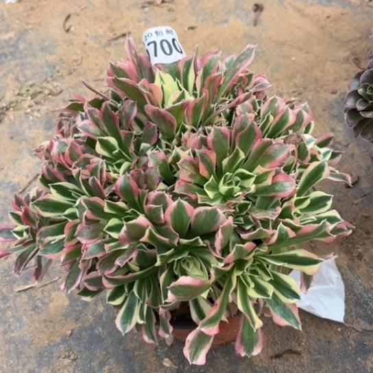 700白凤法师不包断枝