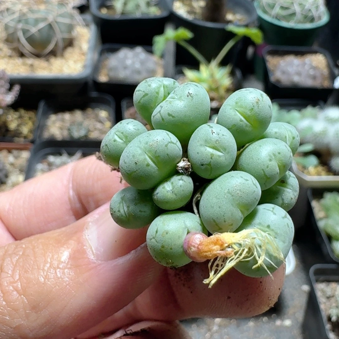 643原始安珍脱土发货