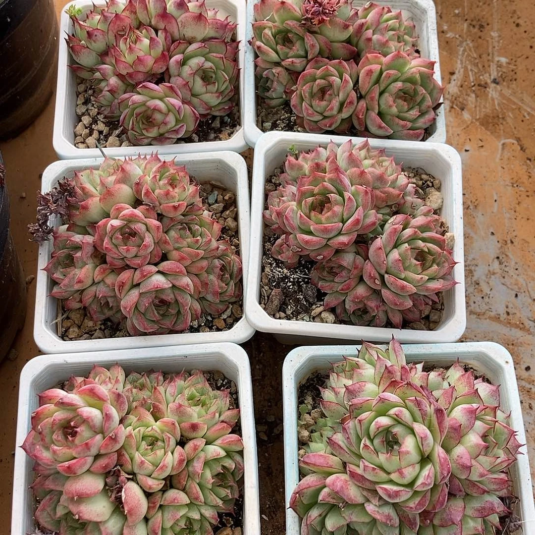 28-40女王随机带盆