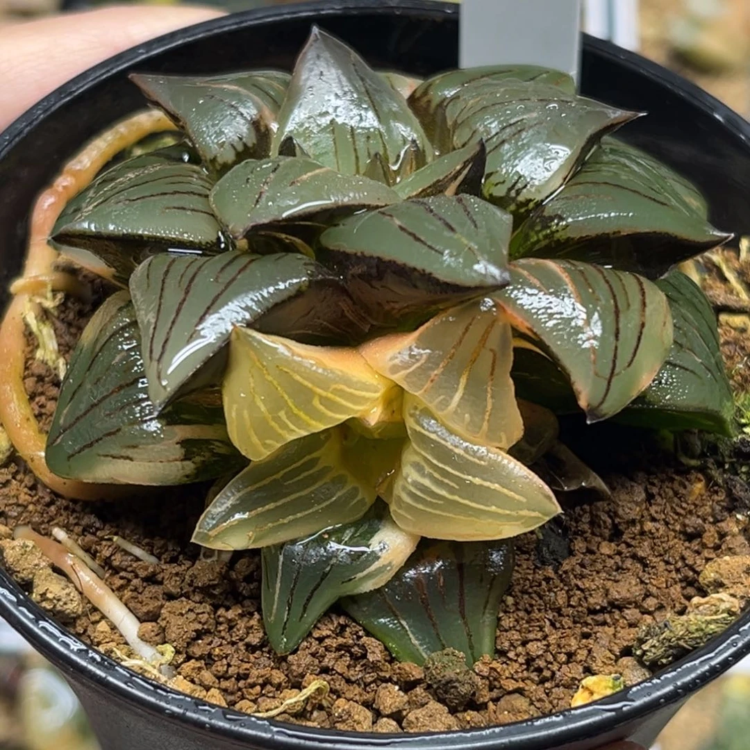 87双头红纹寿锦（糊斑➕好锦）