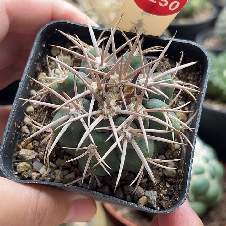 狂刺天平丸杂交5.3cm
