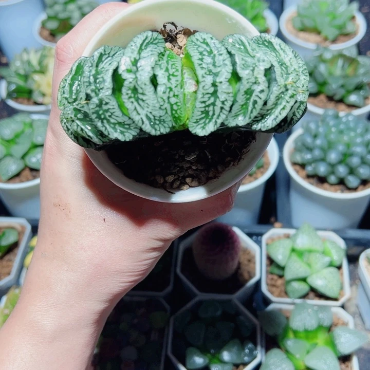 母本玄武玉扇多肉植物