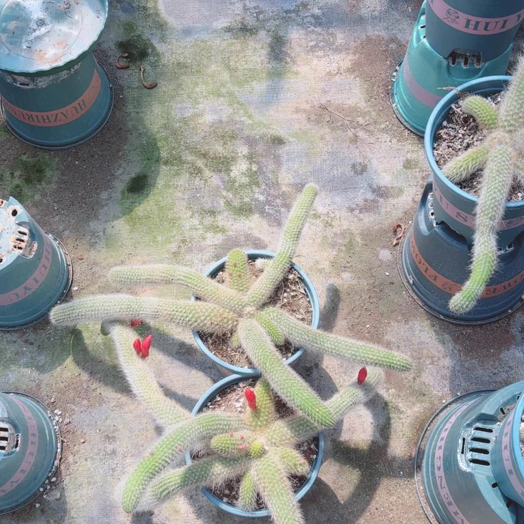 九尾狐两颗包邮包邮包邮