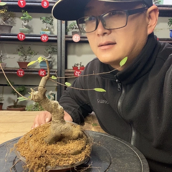 用***6无花朵小叶榔榆一个