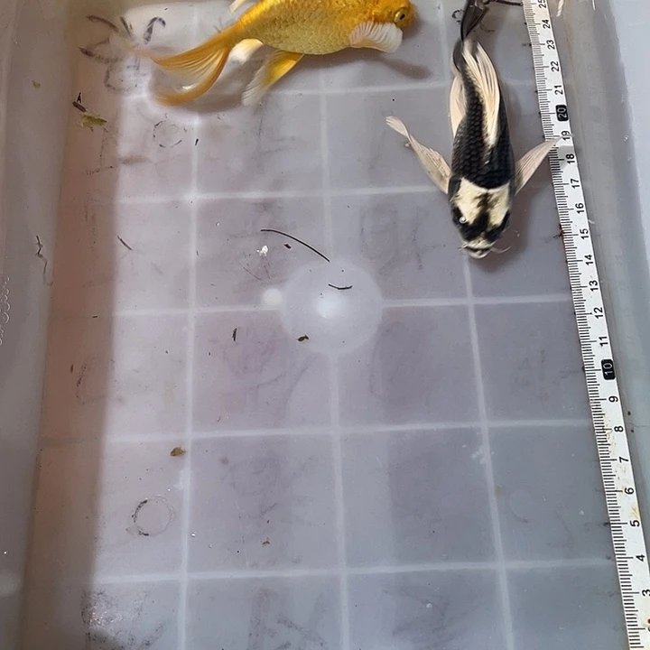 蝴蝶鲤鱼渔场直发126