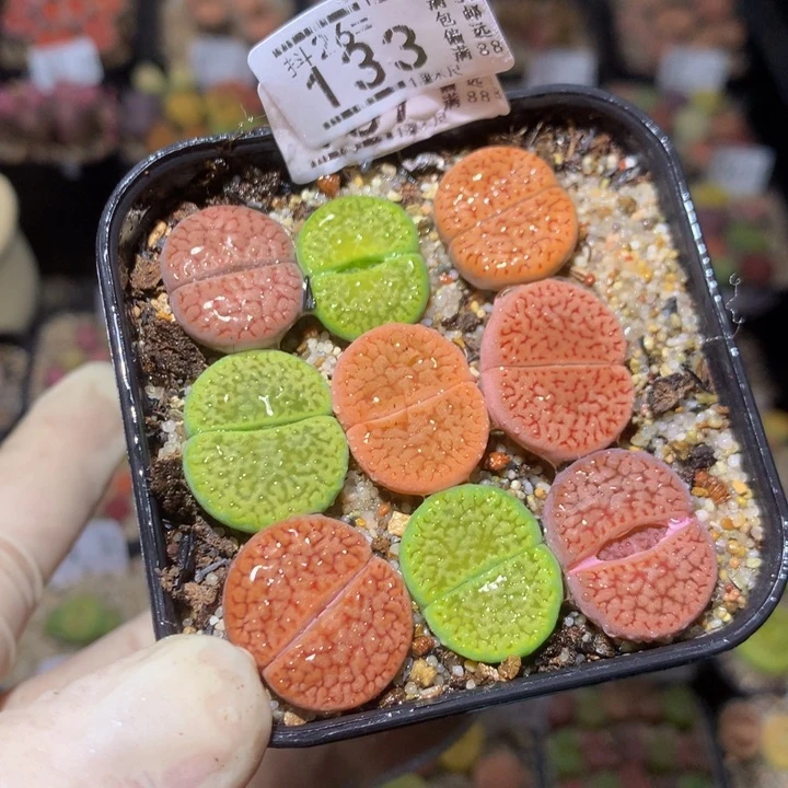 精品生石花26.133