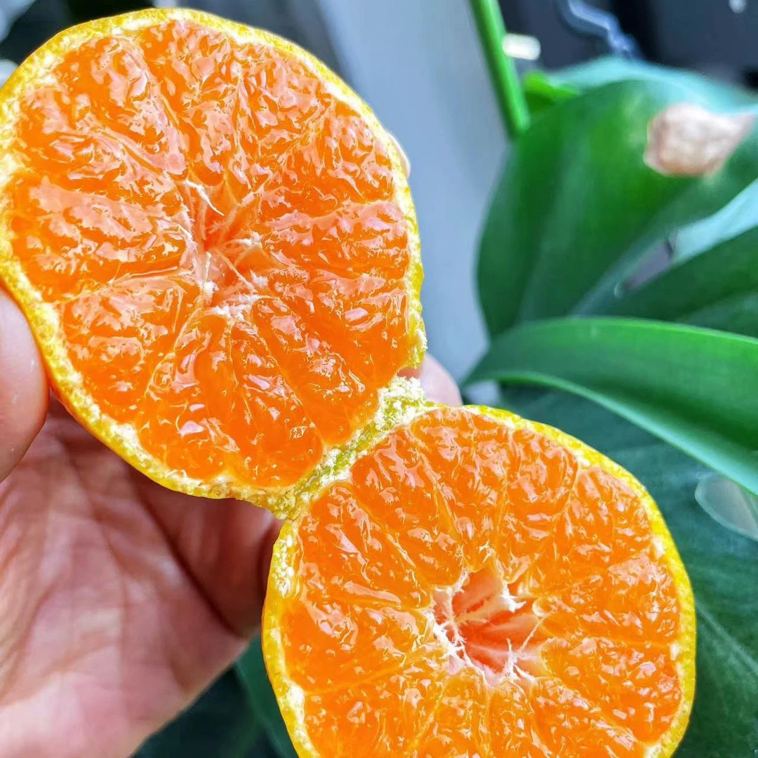 正宗湖南高山青皮蜜橘酸甜爽口薄皮多汁新鲜应季水果