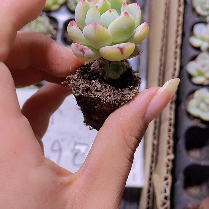 9精品香草2米3颗