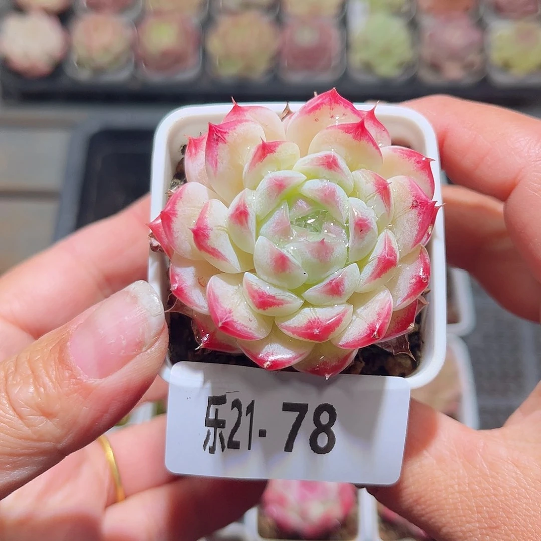 乐21-78白桃单头