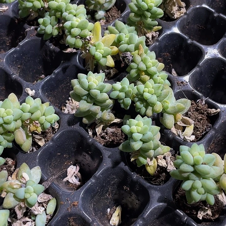 2颗一组小玉坠2颗