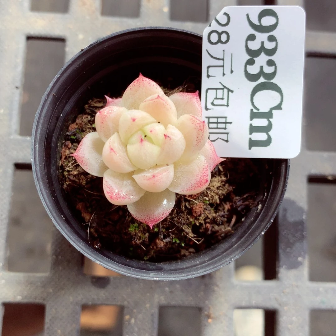 5厘米盆精控多肉933