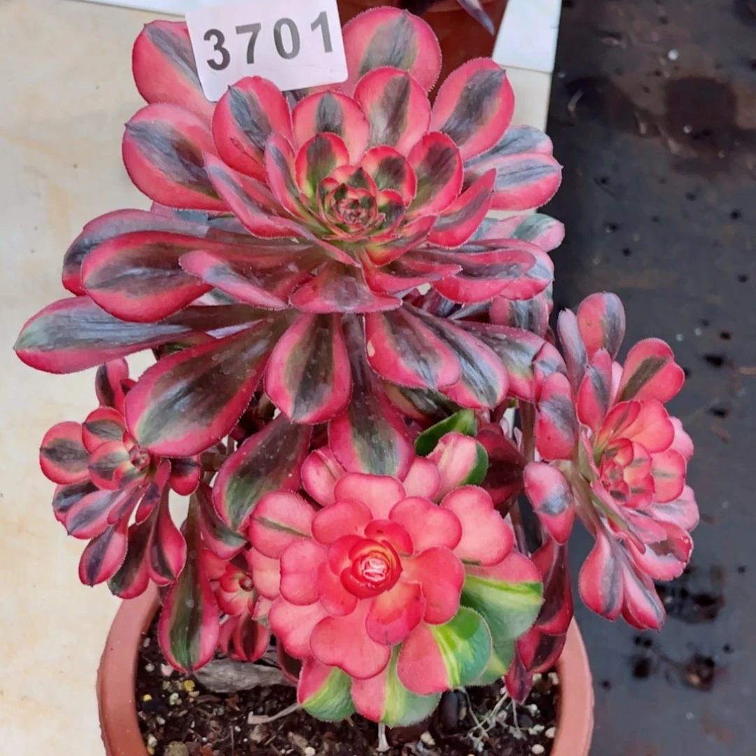 初恋多肉发货发货