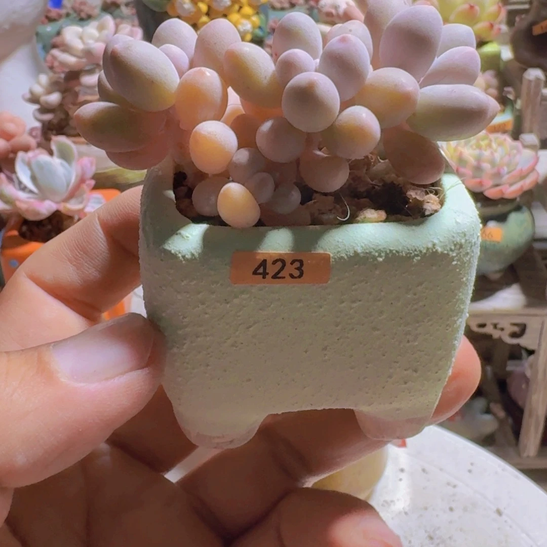 依***妈一物一拍编号423