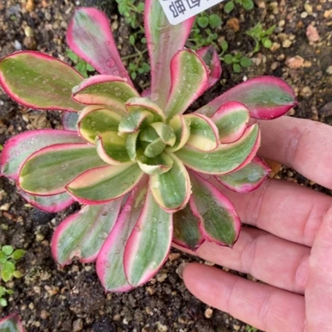 612烈焰满25包邮多肉