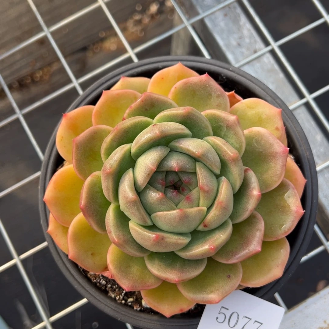 狐**我5077肉肉肉肉肉肉肉