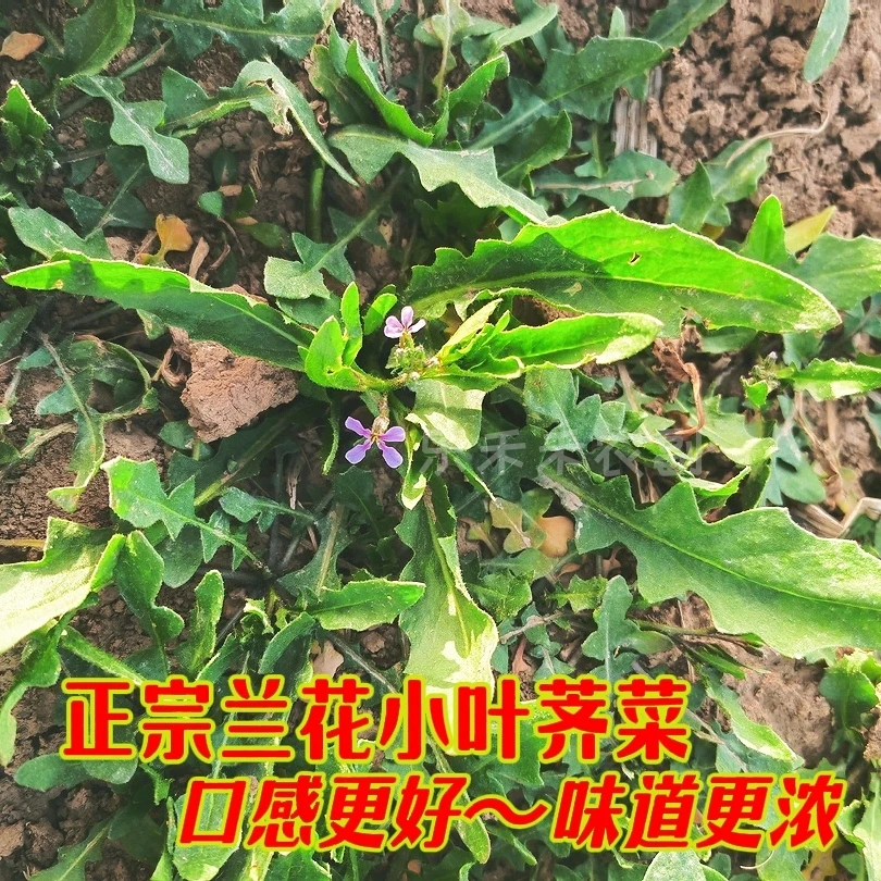 新鲜农家现摘老品种小叶荠菜花叶荠菜寒农家菜现挖现发地头直发