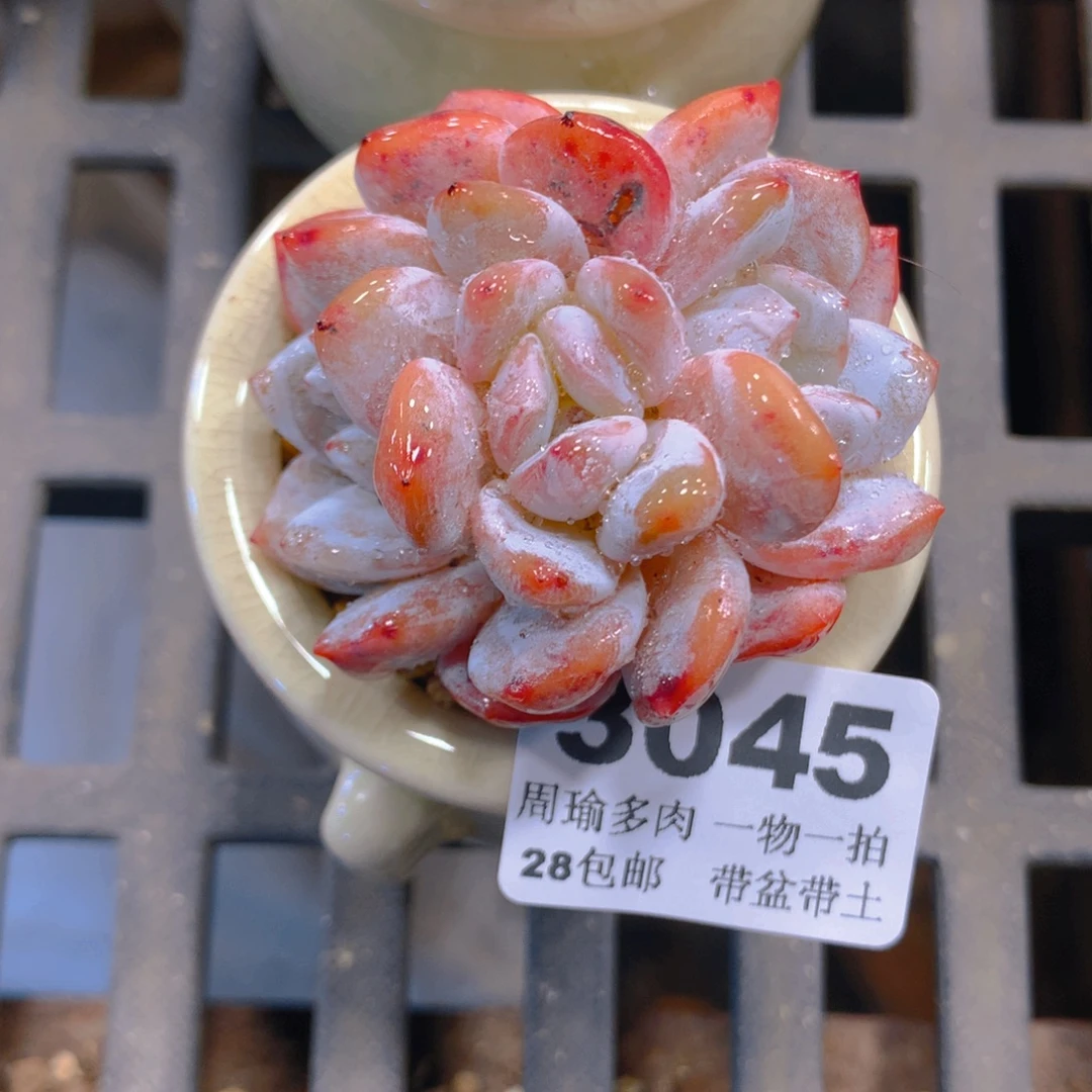 精控多肉植物3045