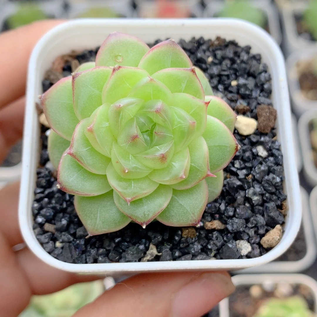 58包邮  群生不包整19