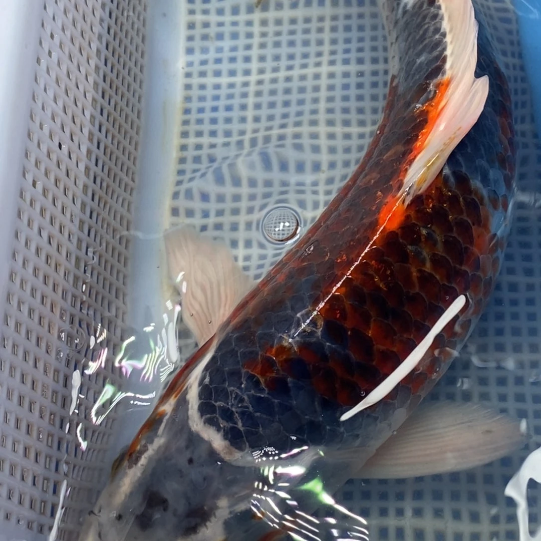 锦鲤冷水锦鲤包邮