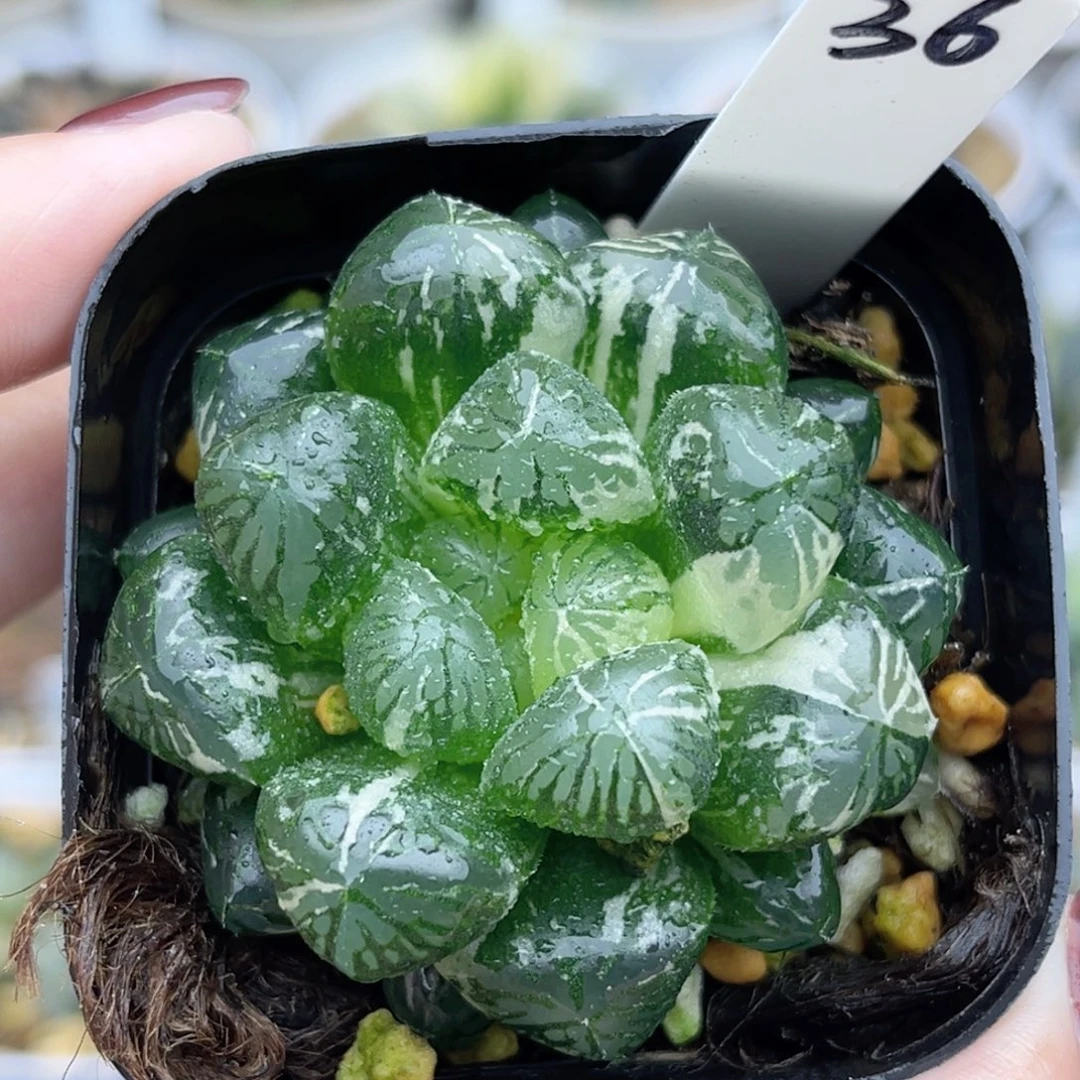 36大窗塑料皮玉露锦福利专场