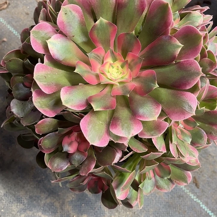 多肉植物长香妃锦……