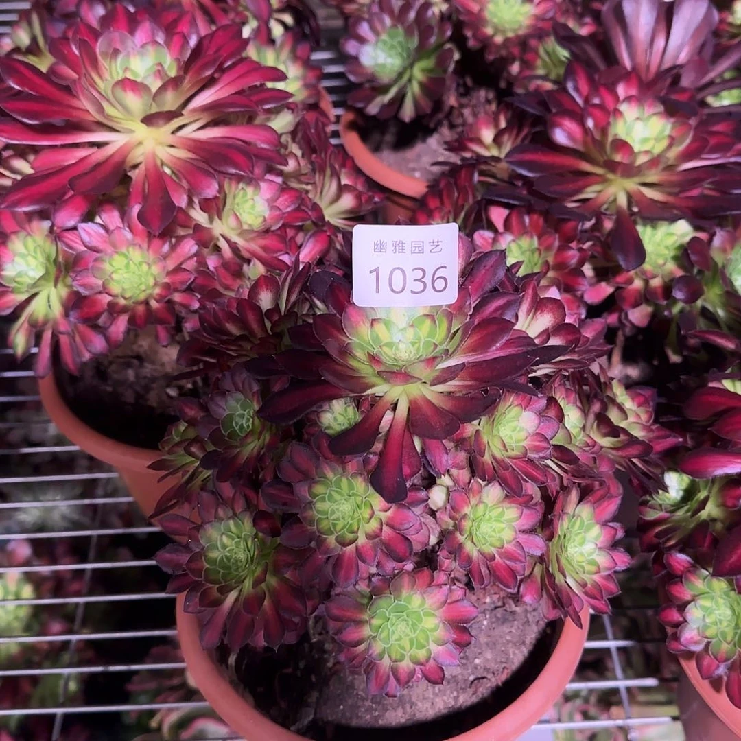 多肉植物冰铜1036