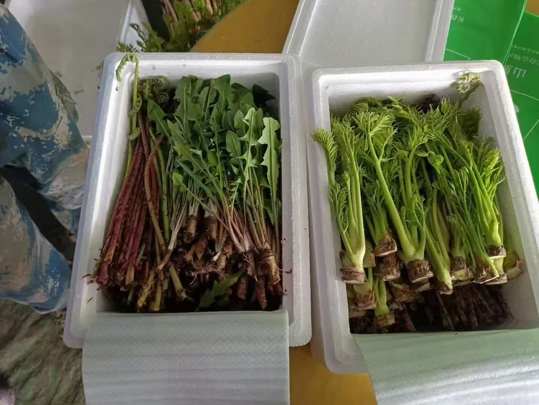 华北地区，山野菜礼盒装