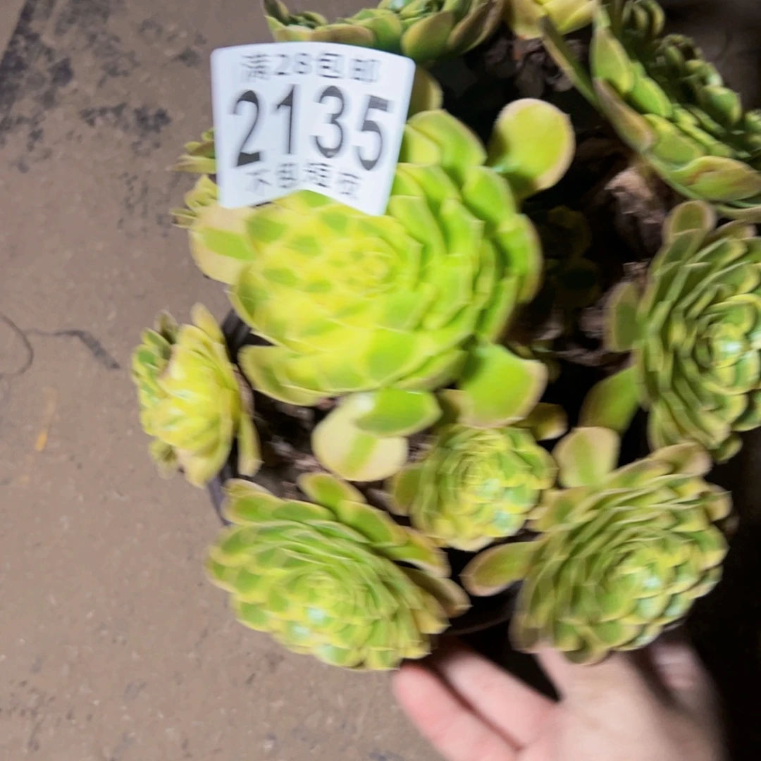 2135奶白多肉植物法师