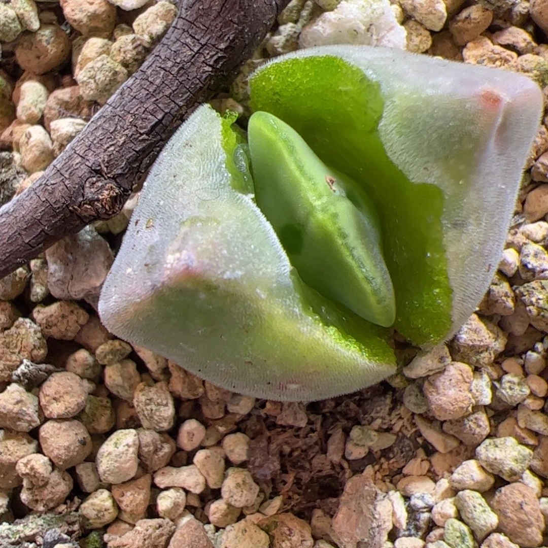 【闪购商品】227 空蝉