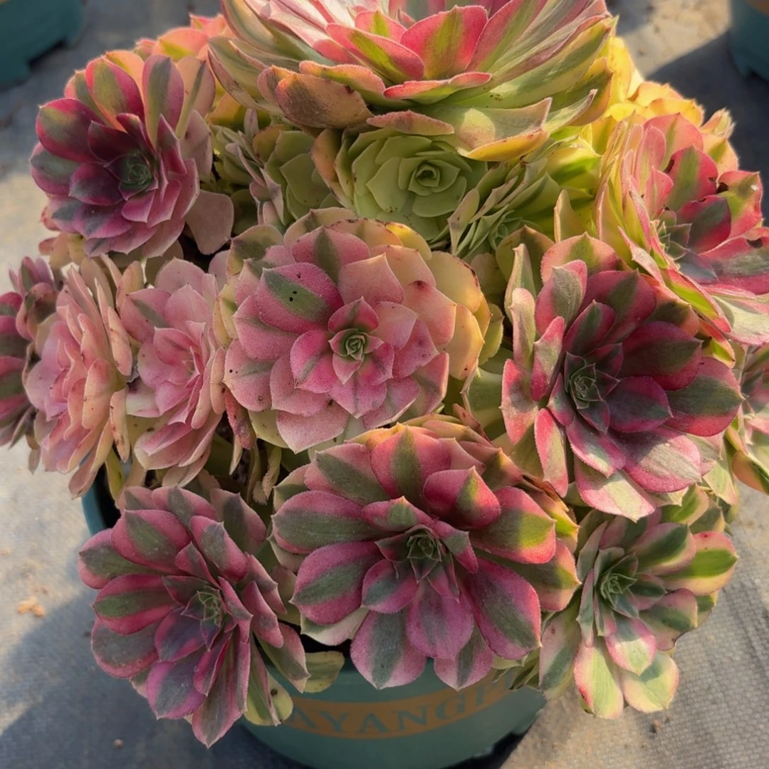 783雨河服务肉植物富老婆