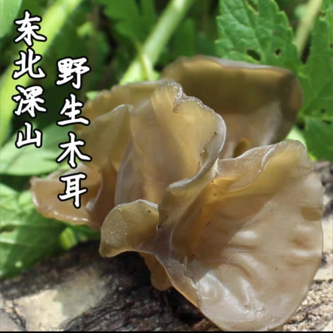 东北深山，山木耳干货