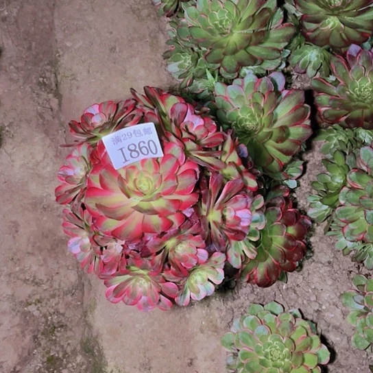 860安娜多肉植物