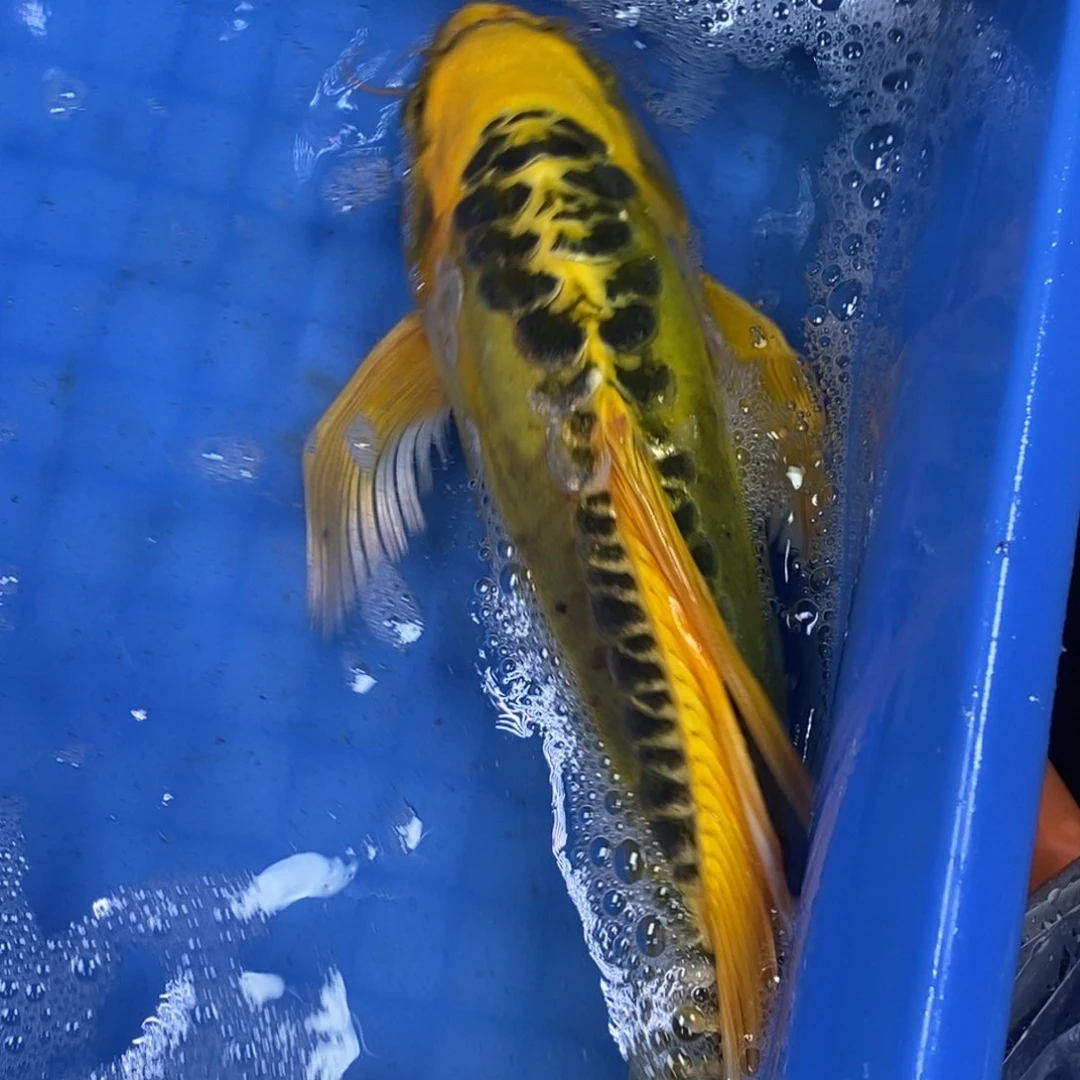 锦鲤冷水锦鲤包邮