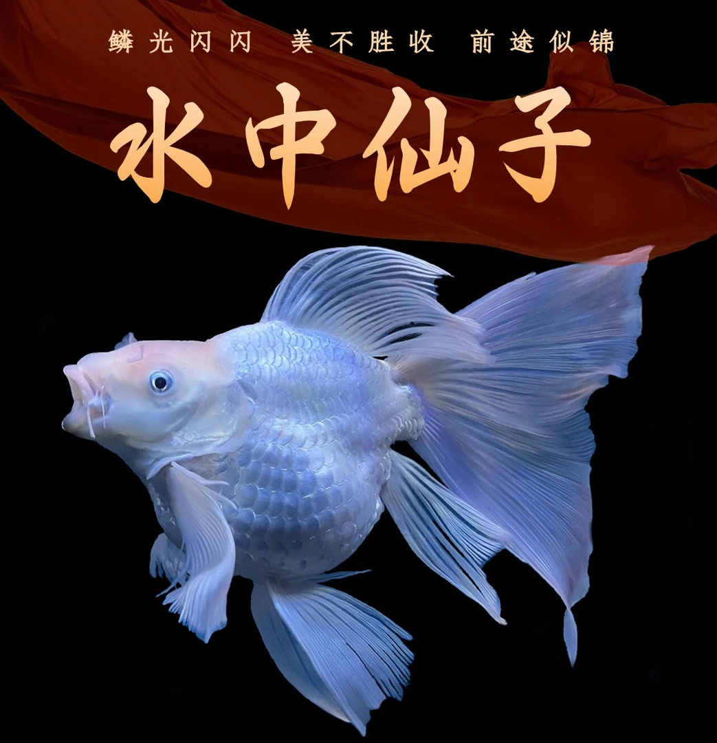 25-26瑕疵白色球体蝴蝶鲤耐活好养大旗大尾包邮