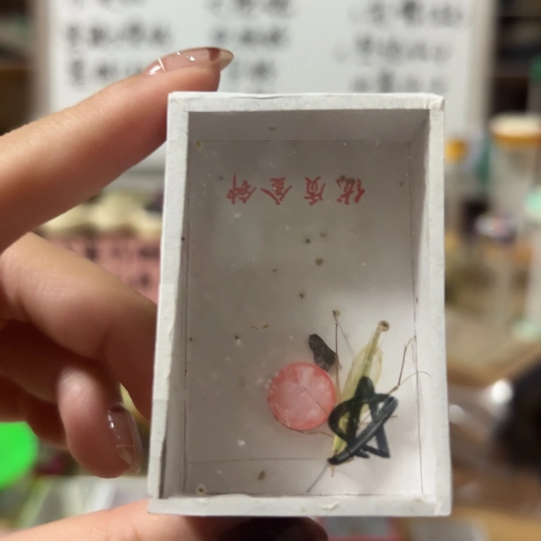 精品柬埔寨不包断须尾