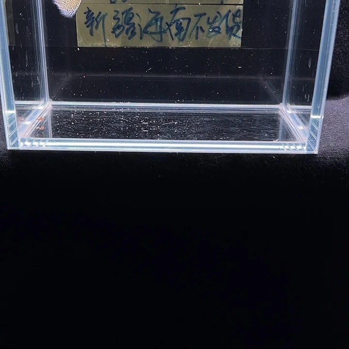 孔雀鱼蕾丝孔雀鱼