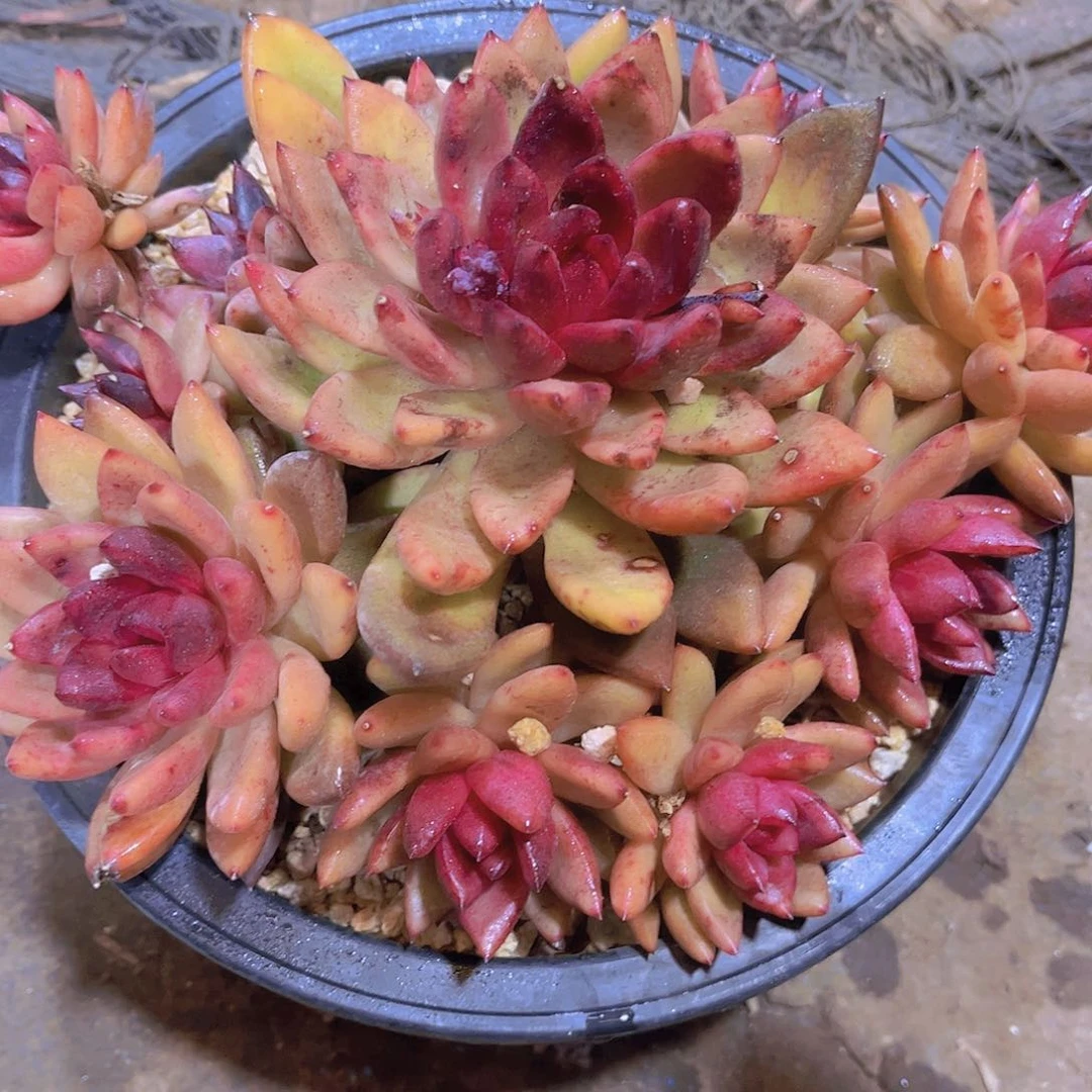 芳*多肉老桩多肉老桩