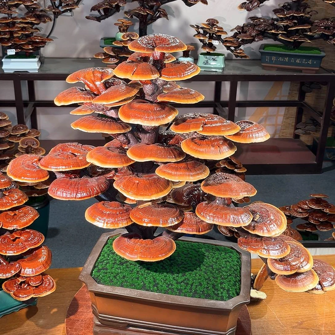 无花朵万事如意888888888888888