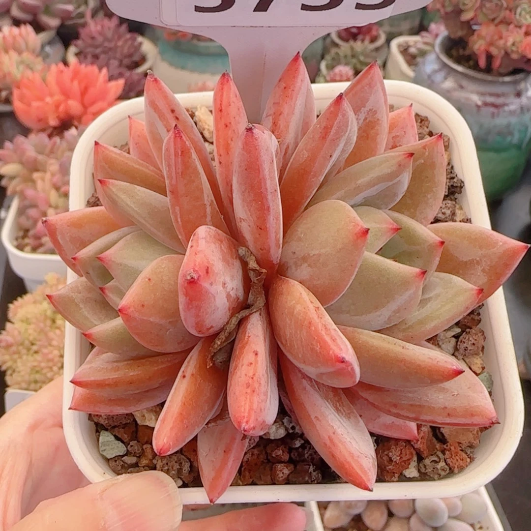 多肉植物5735…………..