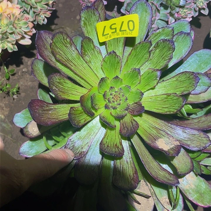 0757萝莉拉丝多肉植物
