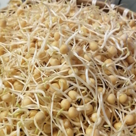中国大陆新鲜豌豆芽